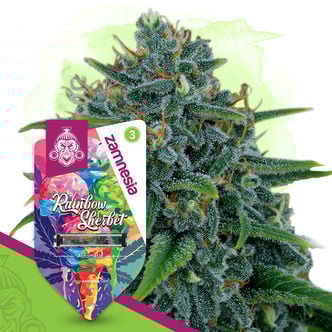Rainbow Sherbet Automatic (Zamnesia Seeds) feminized
