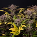 Rainbow Sherbet Automatic (Zamnesia Seeds) feminized