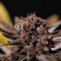 Rainbow Sherbet Automatic (Zamnesia Seeds) feminized