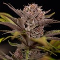 Rainbow Sherbet Automatic (Zamnesia Seeds) feminized