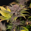 Rainbow Sherbet Automatic (Zamnesia Seeds) feminized