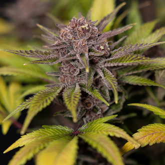 Rainbow Sherbet Automatic (Zamnesia Seeds) feminized