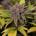 Rainbow Sherbet Automatic (Zamnesia Seeds) feminized