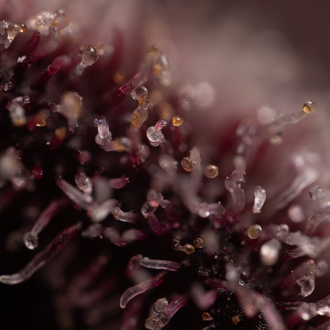 Rainbow Sherbet Automatic (Zamnesia Seeds) feminized