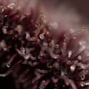 Rainbow Sherbet Automatic (Zamnesia Seeds) feminized