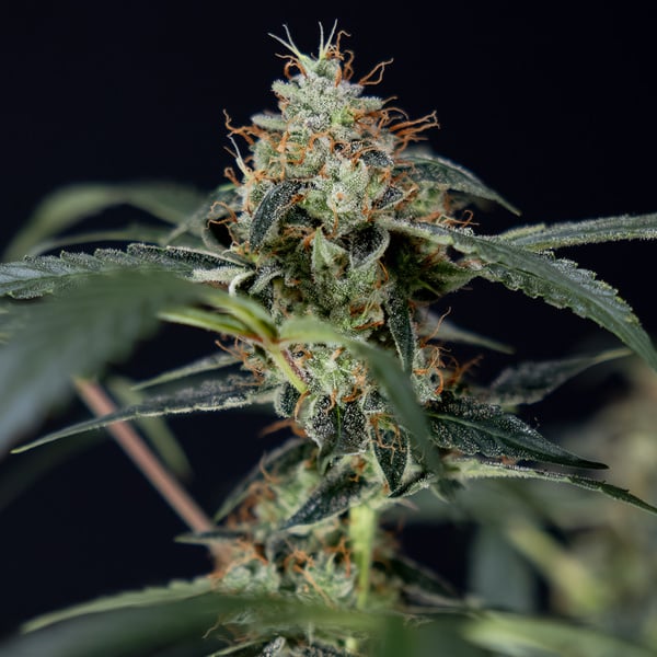 Gush Mintz Automatic (Zamnesia Seeds) Feminized