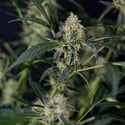 Gush Mintz Automatic (Zamnesia Seeds) Feminized