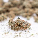 Gush Mintz Automatic (Zamnesia Seeds) Feminized