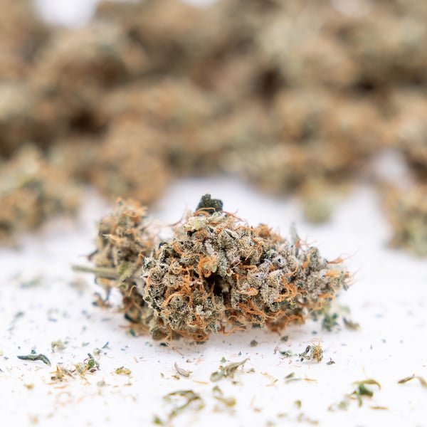 Gush Mintz Automatic (Zamnesia Seeds) Feminized