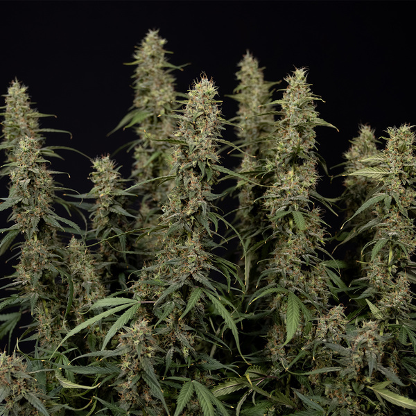 King Louis Automatic (Zamnesia Seeds) Feminized