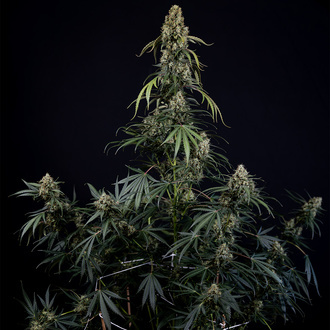 King Louis Automatic (Zamnesia Seeds) Feminized