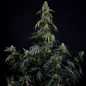 King Louis Automatic (Zamnesia Seeds) Feminized