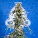 King Louis Automatic (Zamnesia Seeds) Feminized
