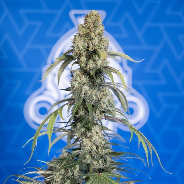 King Louis Automatic (Zamnesia Seeds) Feminized