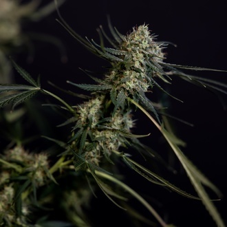 King Louis Automatic (Zamnesia Seeds) Feminized