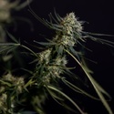King Louis Automatic (Zamnesia Seeds) Feminized