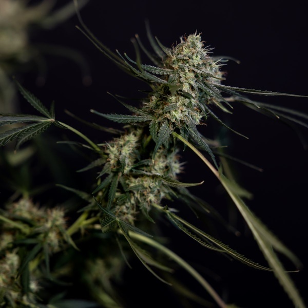 King Louis Automatic (Zamnesia Seeds) Feminized