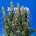 King Louis Automatic (Zamnesia Seeds) Feminized