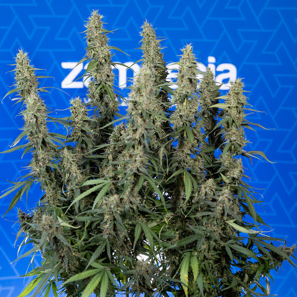 King Louis Automatic (Zamnesia Seeds) Feminized