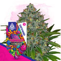 Gushers (Zamnesia Seeds) Feminized