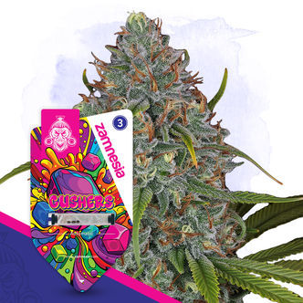 Gushers Automatic (Zamnesia Seeds) Feminized