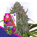 Gushers Automatic (Zamnesia Seeds) Feminized