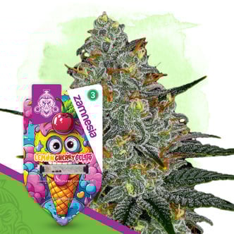Lemon Cherry Gelato (Zamnesia Seeds) Feminized