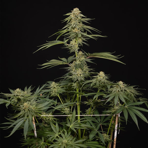 Lemon Cherry Gelato (Zamnesia Seeds) Feminized