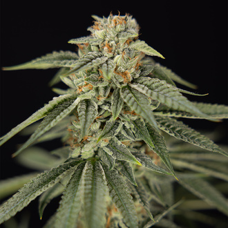 Lemon Cherry Gelato (Zamnesia Seeds) Feminized