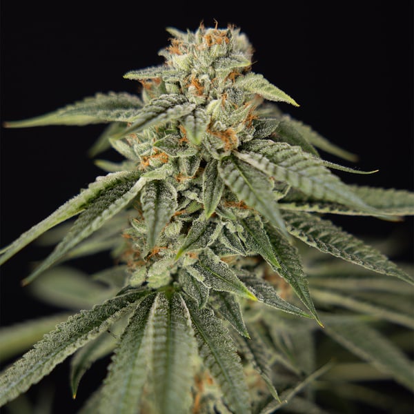 Lemon Cherry Gelato (Zamnesia Seeds) Feminized