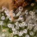 Lemon Cherry Gelato (Zamnesia Seeds) Feminized