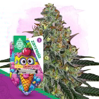 Lemon Cherry Gelato Automatic (Zamnesia Seeds) Feminized