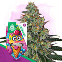 Lemon Cherry Gelato Automatic (Zamnesia Seeds) Feminized