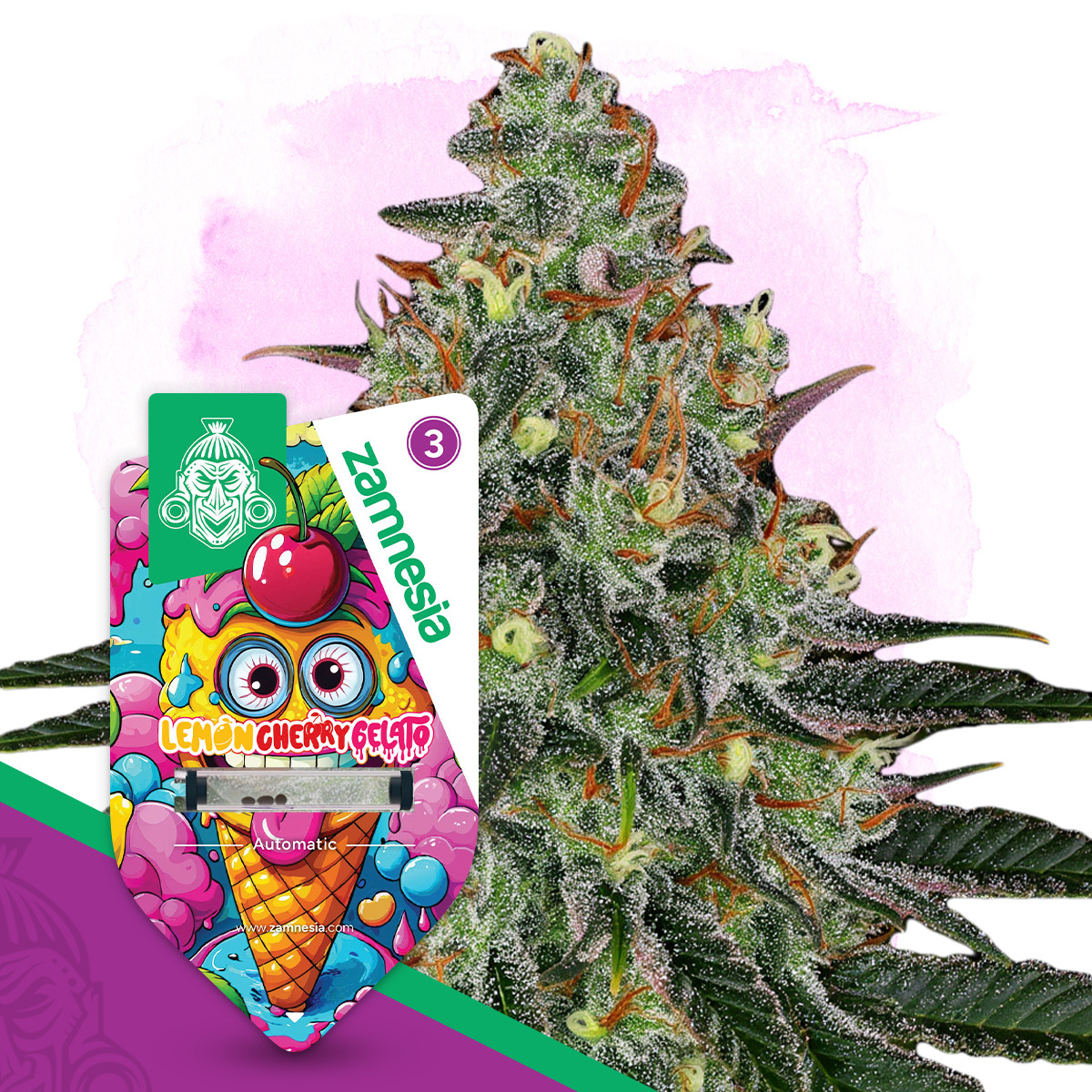 Bestel Lemon Cherry Gelato Automatic | 24% THC