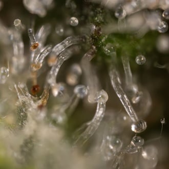 Jet Fuel (Zamnesia Seeds) Feminized