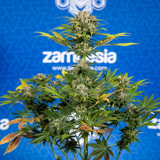 Jet Fuel (Zamnesia Seeds) Feminized