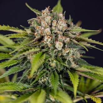 Jet Fuel (Zamnesia Seeds) Feminized