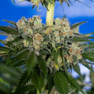 Jet Fuel (Zamnesia Seeds) Feminized