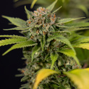 Jet Fuel (Zamnesia Seeds) Feminized