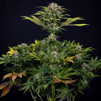 Jet Fuel (Zamnesia Seeds) Feminized