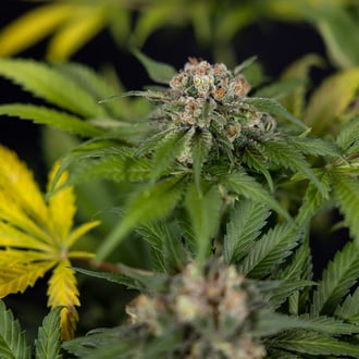 Jet Fuel (Zamnesia Seeds) Feminized