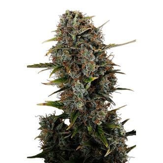 Amnesi-K Haze (Kannabia) Feminized