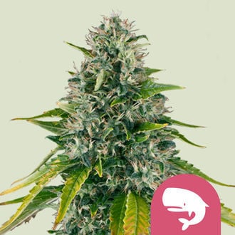 Royal Moby (Royal Queen Seeds) feminized