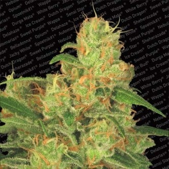 Auto Acid (Paradise Seeds) feminized