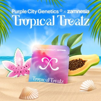 Tropical Treatz (Purple City Genetics x Zamnesia) Feminized