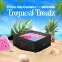 Tropical Treatz (Purple City Genetics x Zamnesia Seeds) Feminized