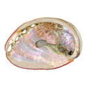 Abalone Schelp