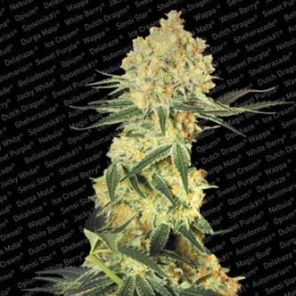 Auto Wappa (Paradise Seeds) feminized