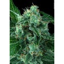 Auto Wappa (Paradise Seeds) feminized