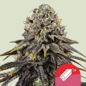 Dynamite Diesel (Royal Queen Seeds) Feminized